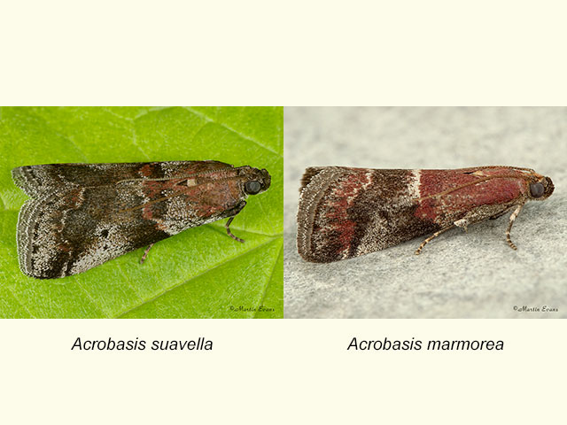  62.036 Acrobasis suavella and Acrobasis marmorea Copyright Martin Evans 