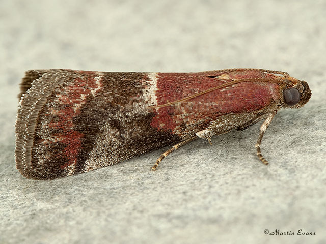  62.037 Acrobasis marmorea Copyright Martin Evans 