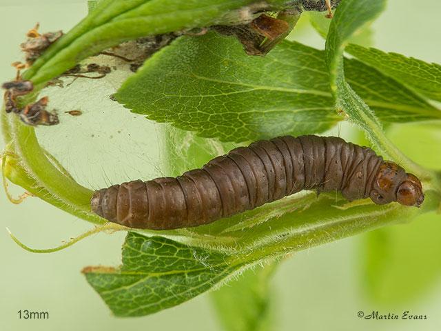  62.037 Acrobasis marmorea larva 13mm Copyright Martin Evans 