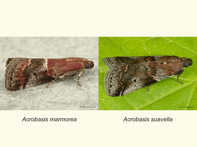  62.037 Acrobasis marmorea and Acrobasis suavella Copyright Martin Evans 