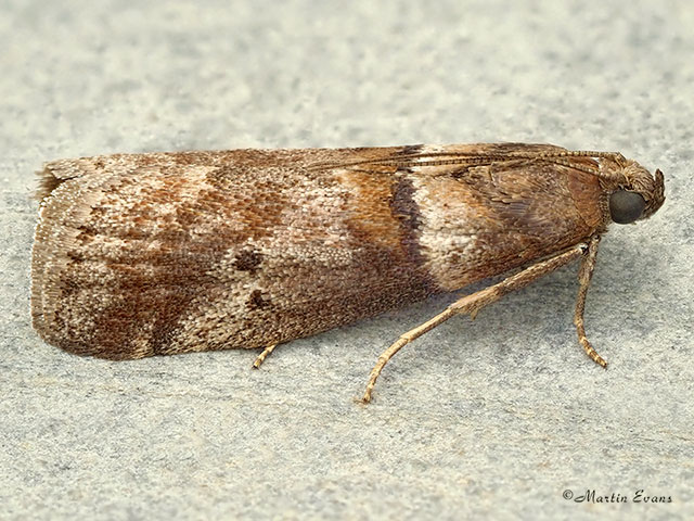  62.038 Acrobasis consociella Copyright Martin Evans 