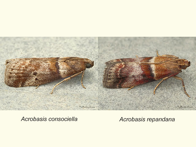  62.038 Acrobasis consociella and Acrobasis repandana Copyright Martin Evans 