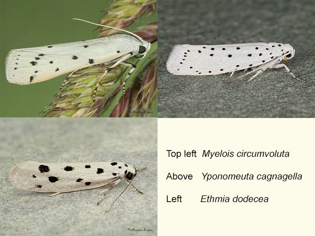  62.042 Myelois circumvoluta, Yponomeuta spp. and Ethmia spp. Copyright Martin Evans 
