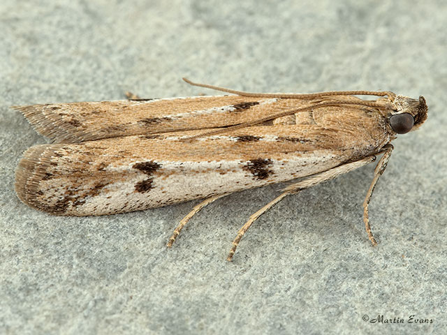  62.058 Phycitodes binaevella Copyright Martin Evans 