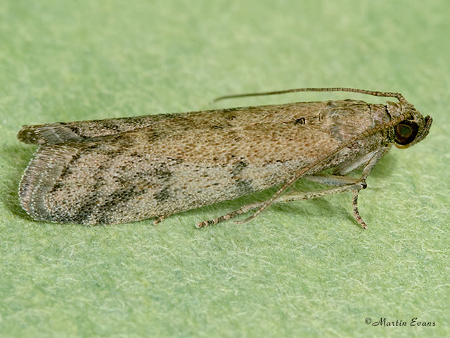  62.064 Ephestia elutella Copyright Martin Evans 