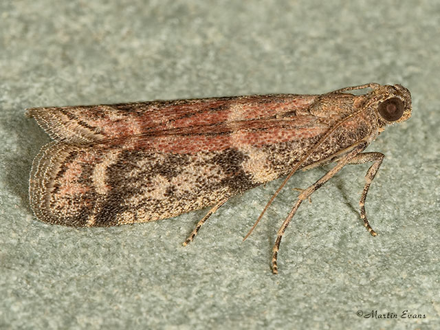  62.065 Ephestia woodiella Copyright Martin Evans 