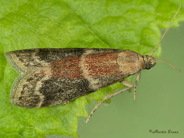  62.065 Ephestia woodiella Copyright Martin Evans 