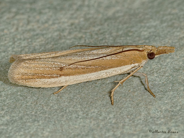  62.069 Anerastia lotella Copyright Martin Evans 