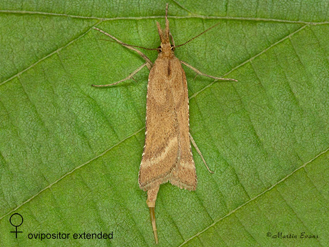  62.070 Synaphe punctalis female Copyright Martin Evans 