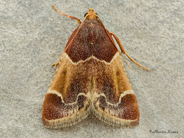  62.072 Pyralis farinalis Copyright Martin Evans 