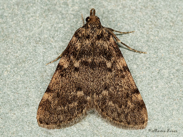  62.074 Aglossa pinguinalis Copyright Martin Evans 