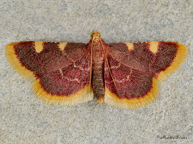  62.075 Hypsopygia costalis Copyright Martin Evans 