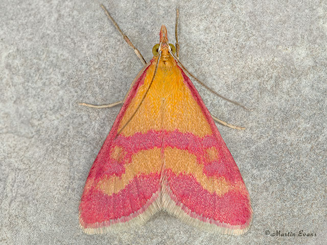  63.004 Pyrausta sanguinalis Copyright Martin Evans 