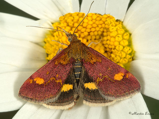  63.006 Pyrausta aurata Copyright Martin Evans 