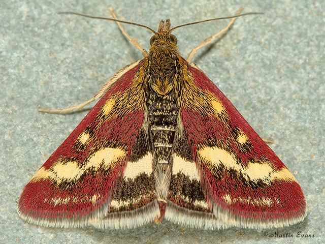  63.008 Pyrausta ostrinalis Copyright Martin Evans 