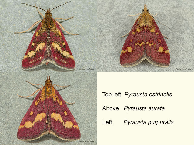  63.008 Pyrausta ostrinalis and Pyrausta purpuralis Copyright Martin Evans 