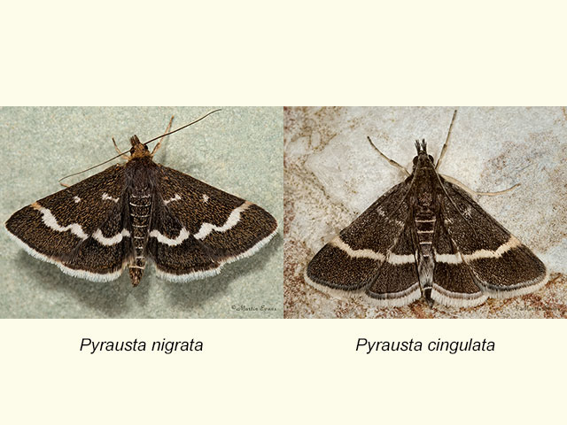  63.009 Pyrausta nigrata and Pyrausta cingulata Copyright Martin Evans 