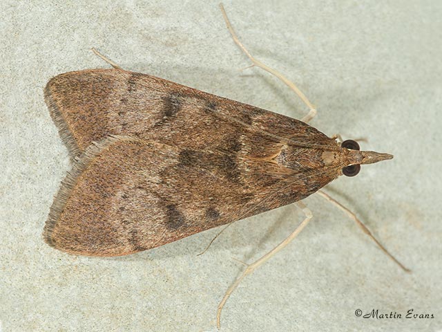  63.011 Uresiphita gilvata Copyright Martin Evans 