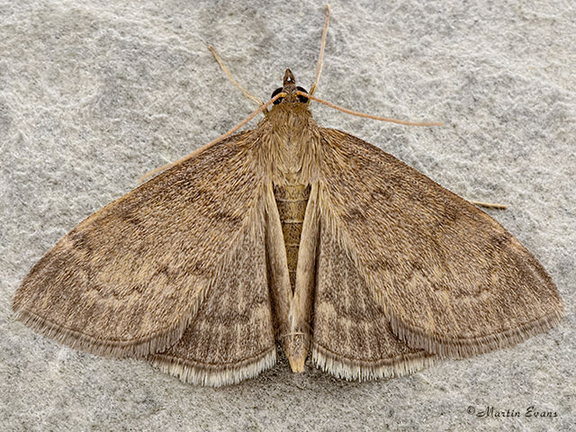  63.016 Anania fuscalis Copyright Martin Evans 