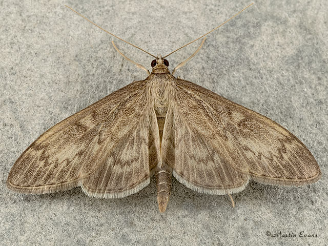  63.017 Anania lancealis Copyright Martin Evans 