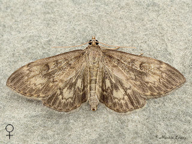  63.017 Anania lancealis female Copyright Martin Evans 