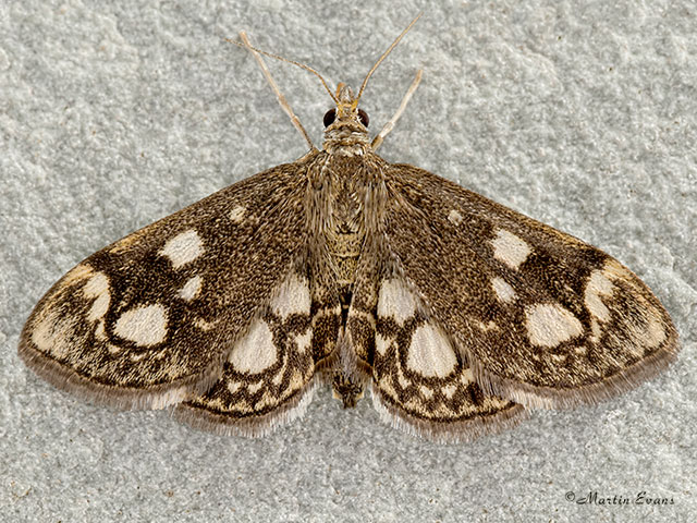  63.018 Anania coronata Copyright Martin Evans 