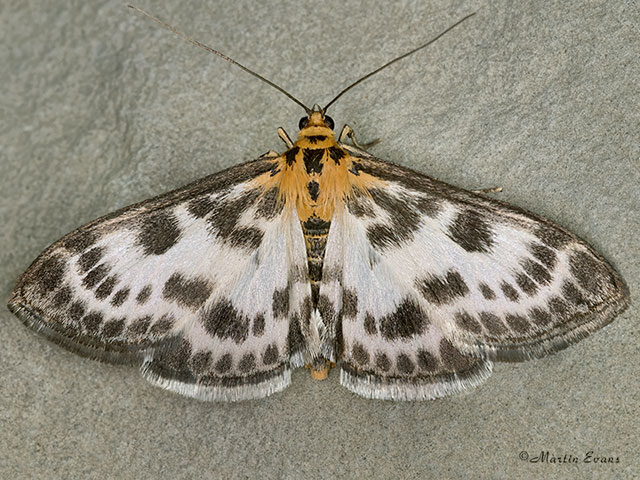  63.025 Anania hortulata Copyright Martin Evans 