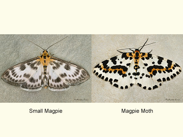  63.025 Small Magpie and Magpie Moth Copyright Martin Evans 