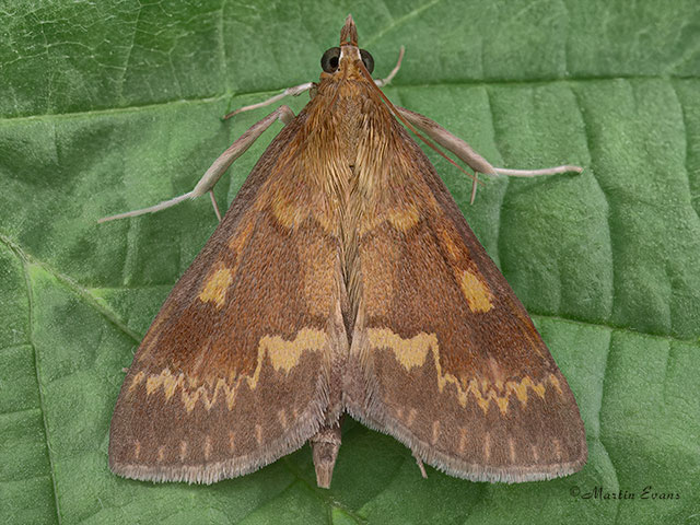 63.028 Ostrinia nubilalis Copyright Martin Evans 
