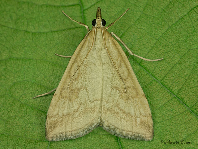  63.033 Udea lutealis Copyright Martin Evans 