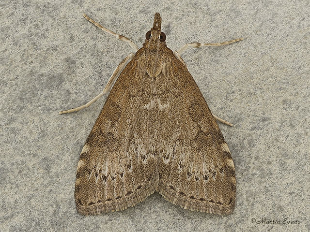  63.034 Udea prunalis Copyright Martin Evans 