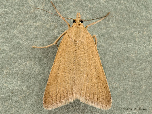  63.035 Udea uliginosalis Copyright Martin Evans 