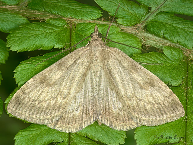  63.036 Udea decrepitalis Copyright Martin Evans 