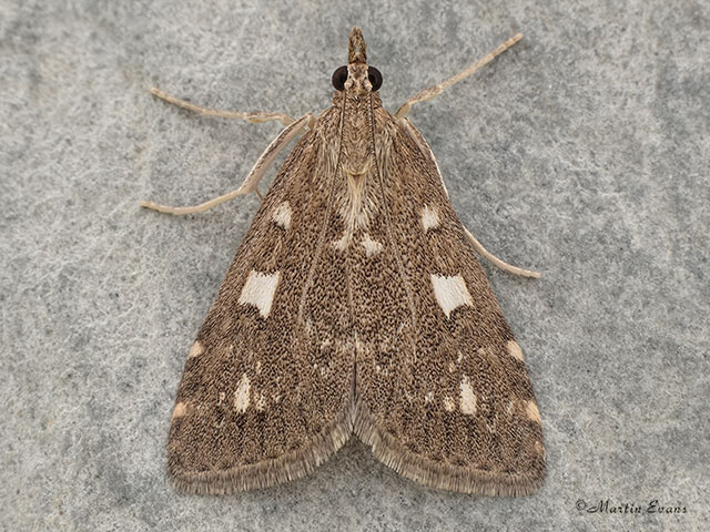  63.037 Udea olivalis Copyright Martin Evans 