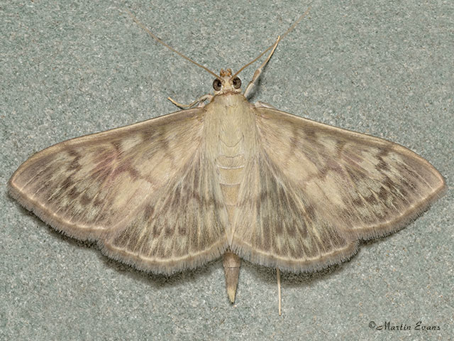  63.038 Patania ruralis Copyright Martin Evans 