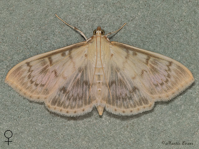  63.038 Patania ruralis female Copyright Martin Evans 