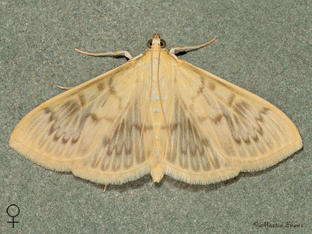  63.038 Patania ruralis female Copyright Martin Evans 