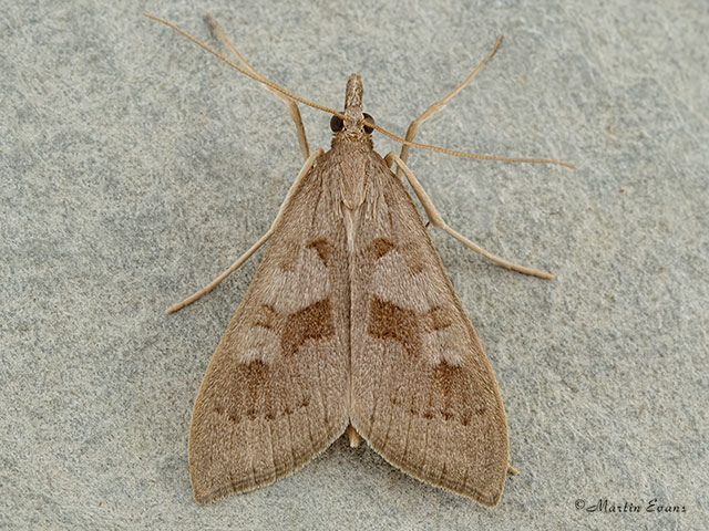  63.040 Udea asinalis Copyright Martin Evans 