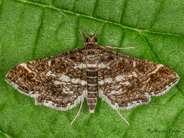  63.044 Diasemiopsis ramburialis Copyright Martin Evans 