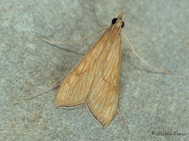  63.051 Antigastra catalaunalis Copyright Martin Evans 