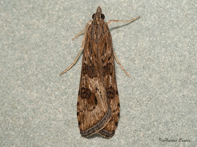  63.052 Nomophila noctuella Copyright Martin Evans 