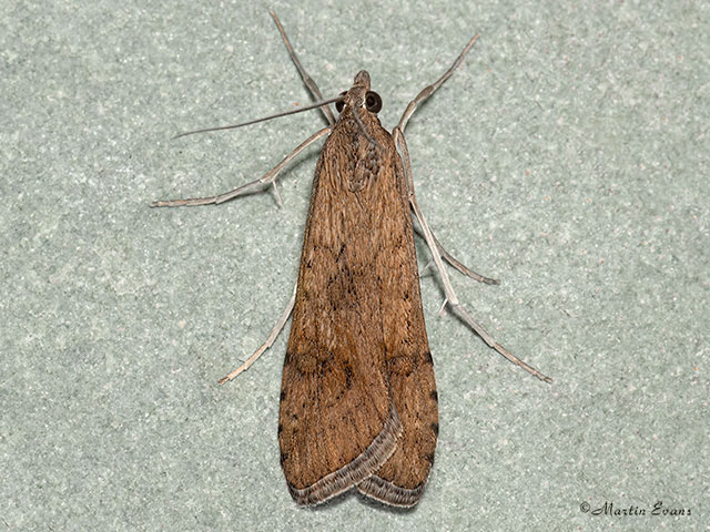  63.052 Nomophila noctuella Copyright Martin Evans 