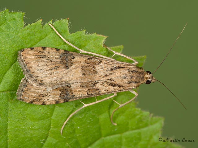  63.052 Nomophila noctuella Copyright Martin Evans 