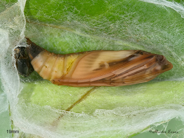  63.054 Cydalima perspectalis pupa 19mm Copyright Martin Evans 