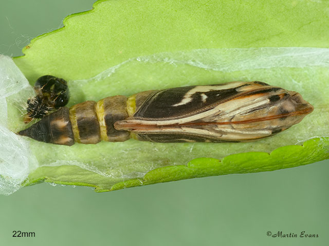  63.054 Cydalima perspectalis pupa 22mm Copyright Martin Evans 
