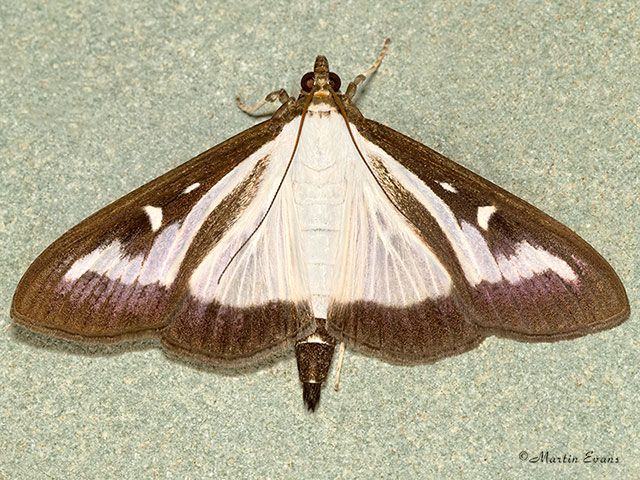  63.054 Cydalima perspectalis form Copyright Martin Evans 