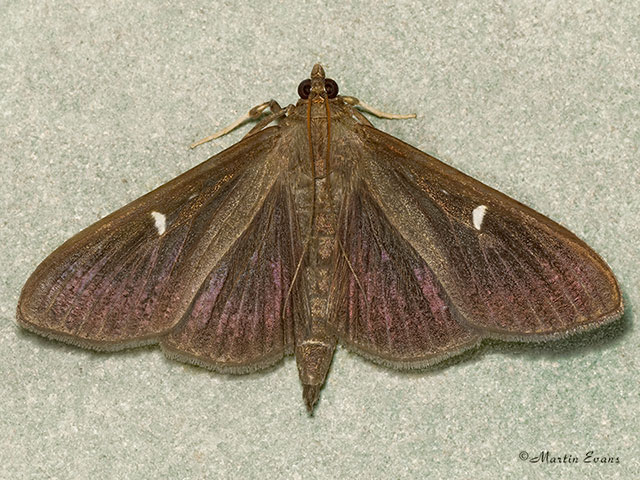  63.054 Cydalima perspectalis brown form Copyright Martin Evans 