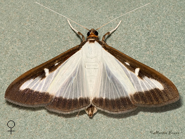  63.054 Cydalima perspectalis female Copyright Martin Evans 