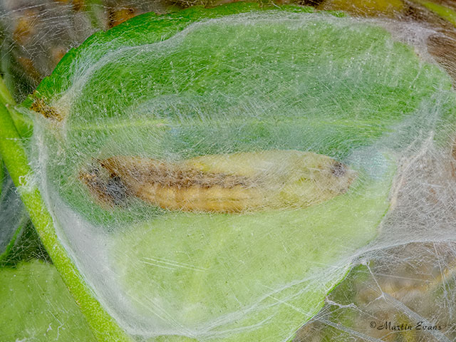  63.054 Cydalima perspectalis cocoon Copyright Martin Evans 