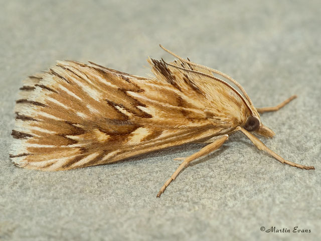  63.056 Udea dentalis Copyright Martin Evans 
